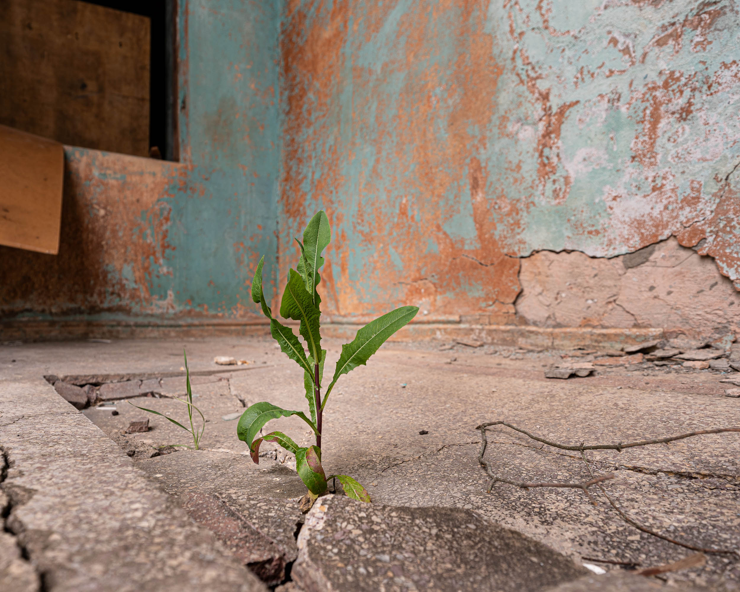 Plant