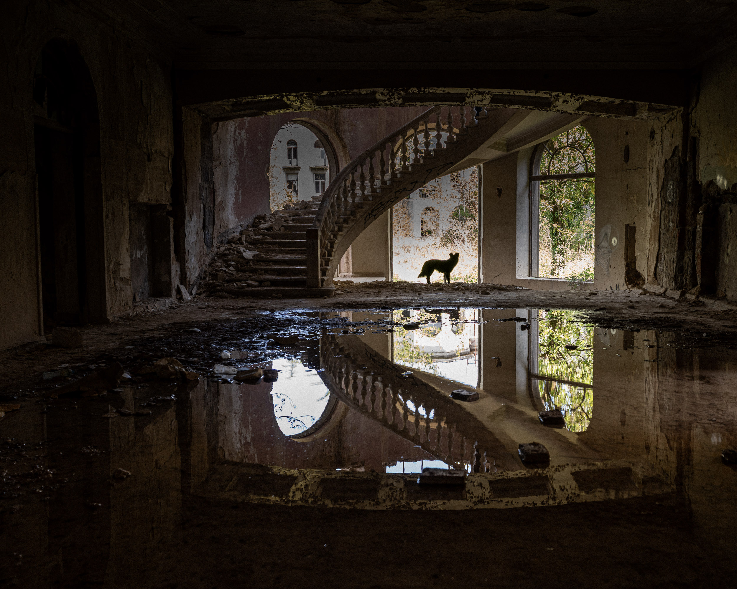 Dog on staircase
